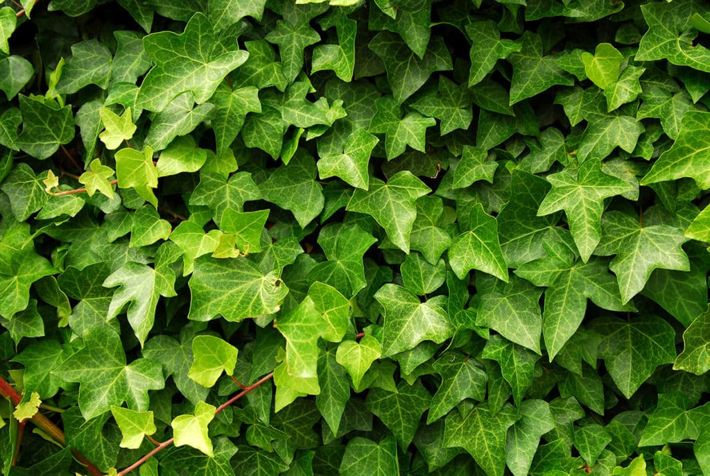 algonot-leaves