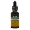 Black Elderberry